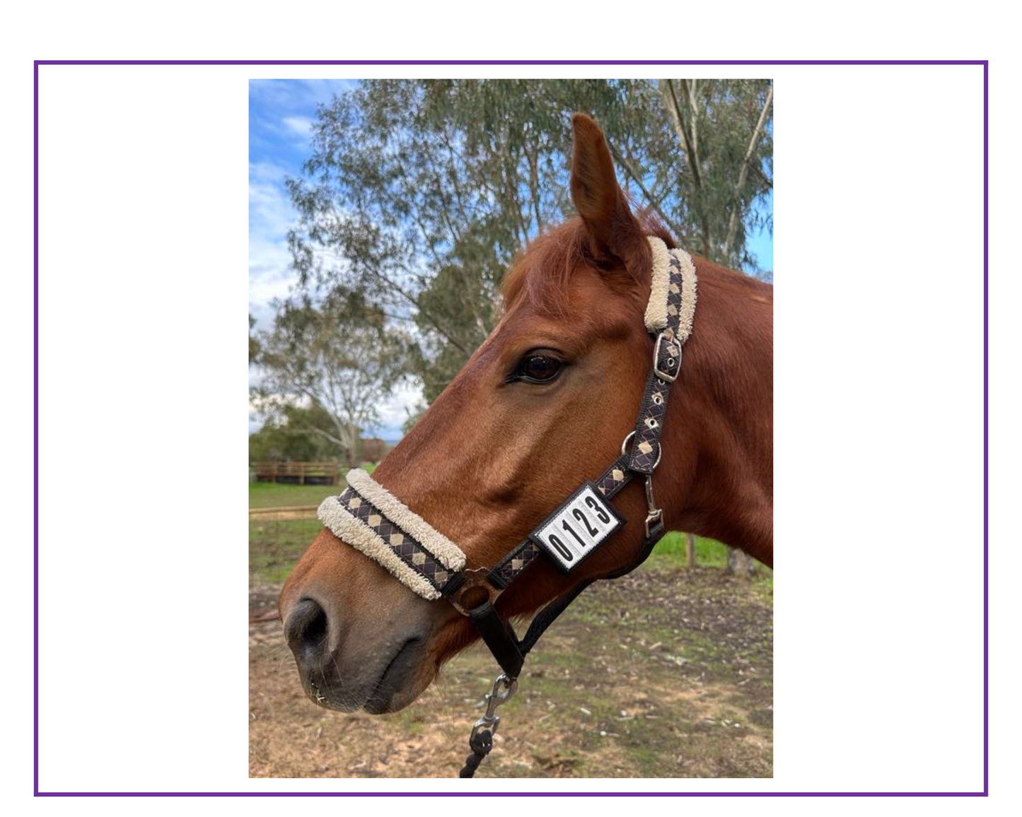 EA Dressage Halter Wraps - Number Tabs